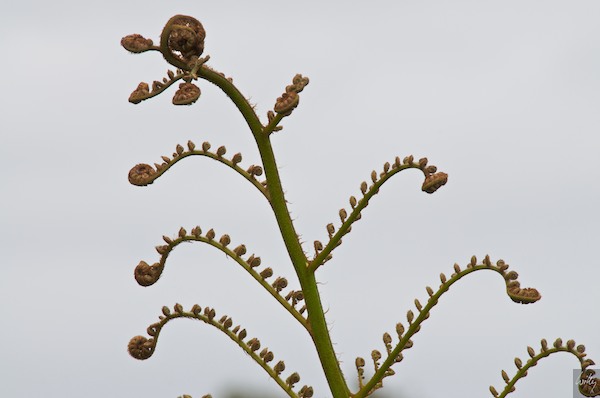 NewZealand 09 10  014